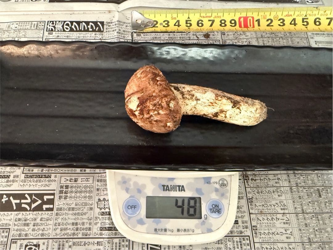 松茸　北海道　650g 送料込　②