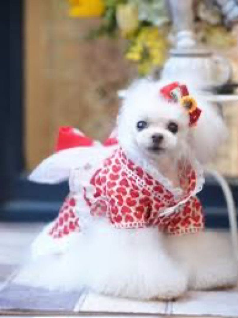 パピリーヒルズ 浴衣 完売レア レッド 新品