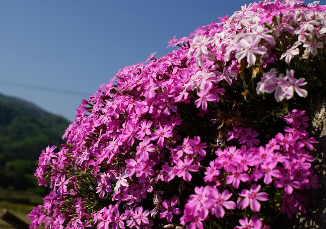 ミノルタ MINOLTA MC W.ROKKOR 28mm F2.8