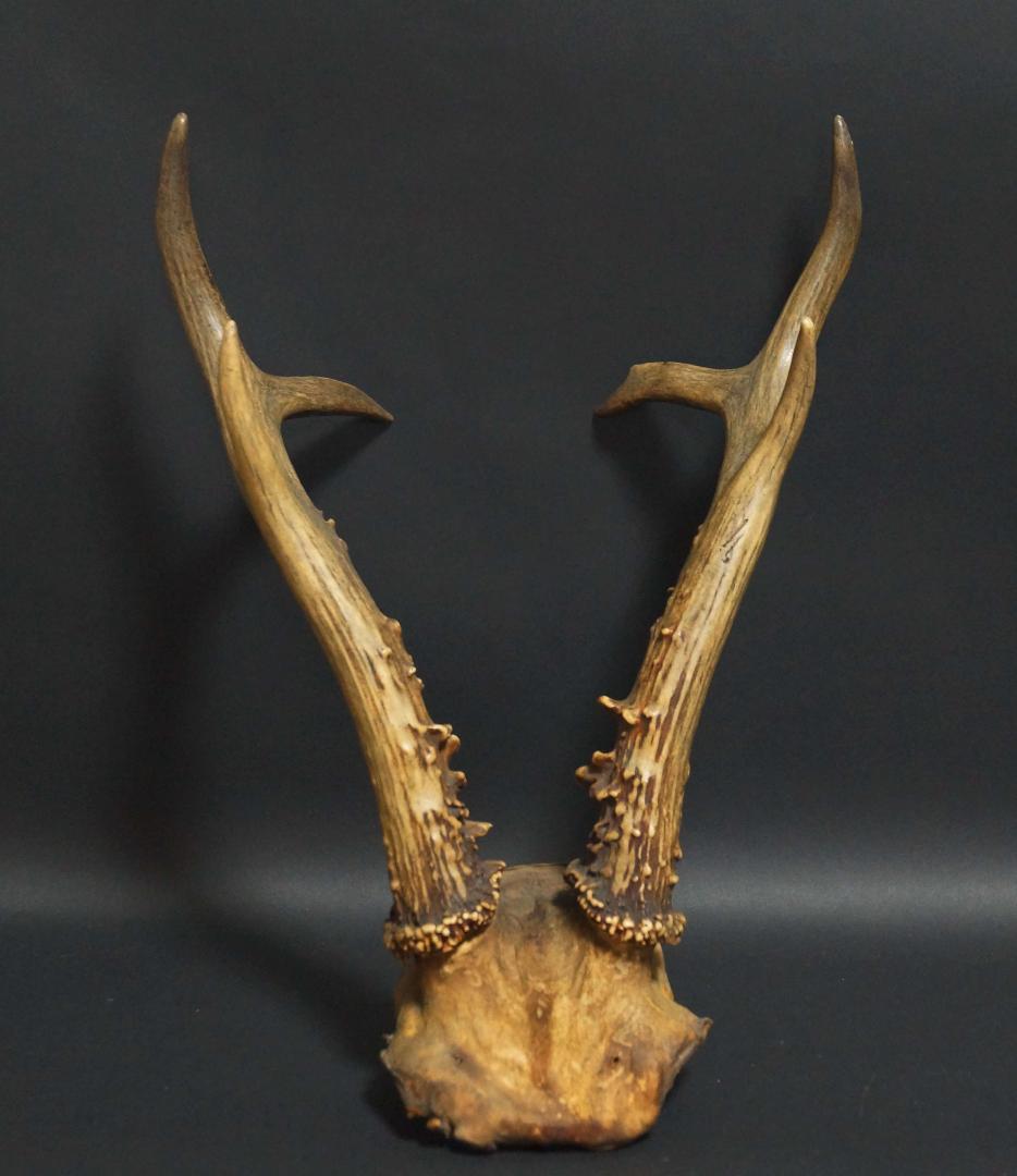 明治期 ハンティングトロフィーの鹿角 ノロジカの角 頭蓋骨付 刀置材料★時代物