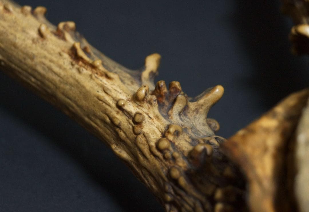 明治期 ハンティングトロフィーの鹿角 ノロジカの角 頭蓋骨付 刀置材料★時代物