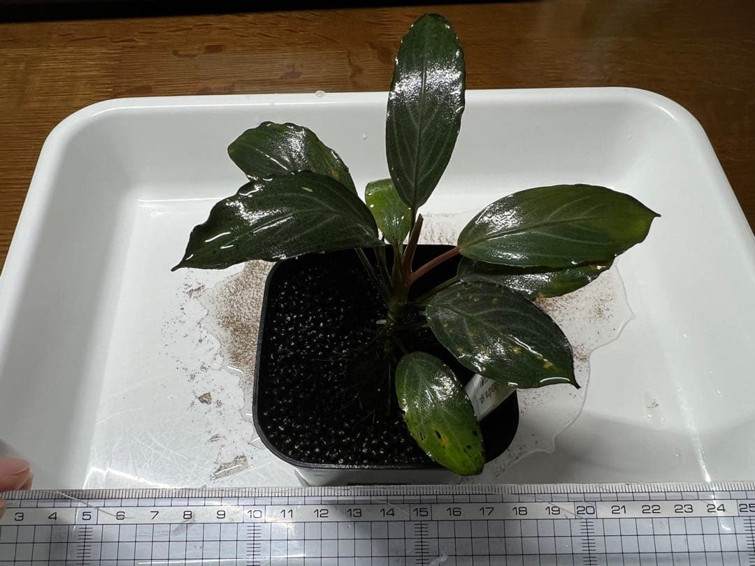 Bucephalandra sp.Pearl gray （水中葉）