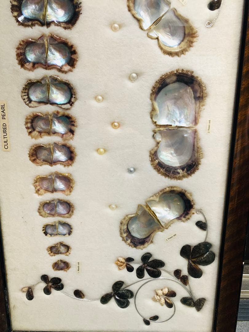 アコヤ貝　真珠　パール　養殖　標本　cultured pearl　フレーム　貝殻