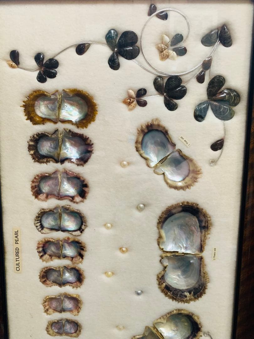 アコヤ貝　真珠　パール　養殖　標本　cultured pearl　フレーム　貝殻