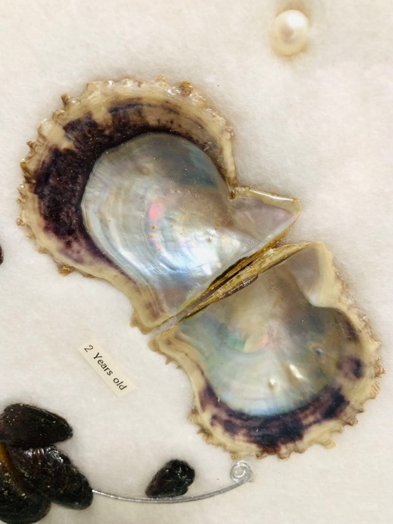 アコヤ貝　真珠　パール　養殖　標本　cultured pearl　フレーム　貝殻