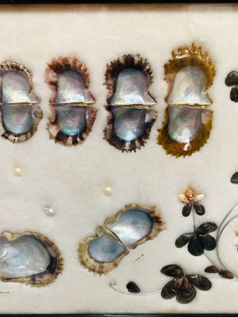 アコヤ貝　真珠　パール　養殖　標本　cultured pearl　フレーム　貝殻