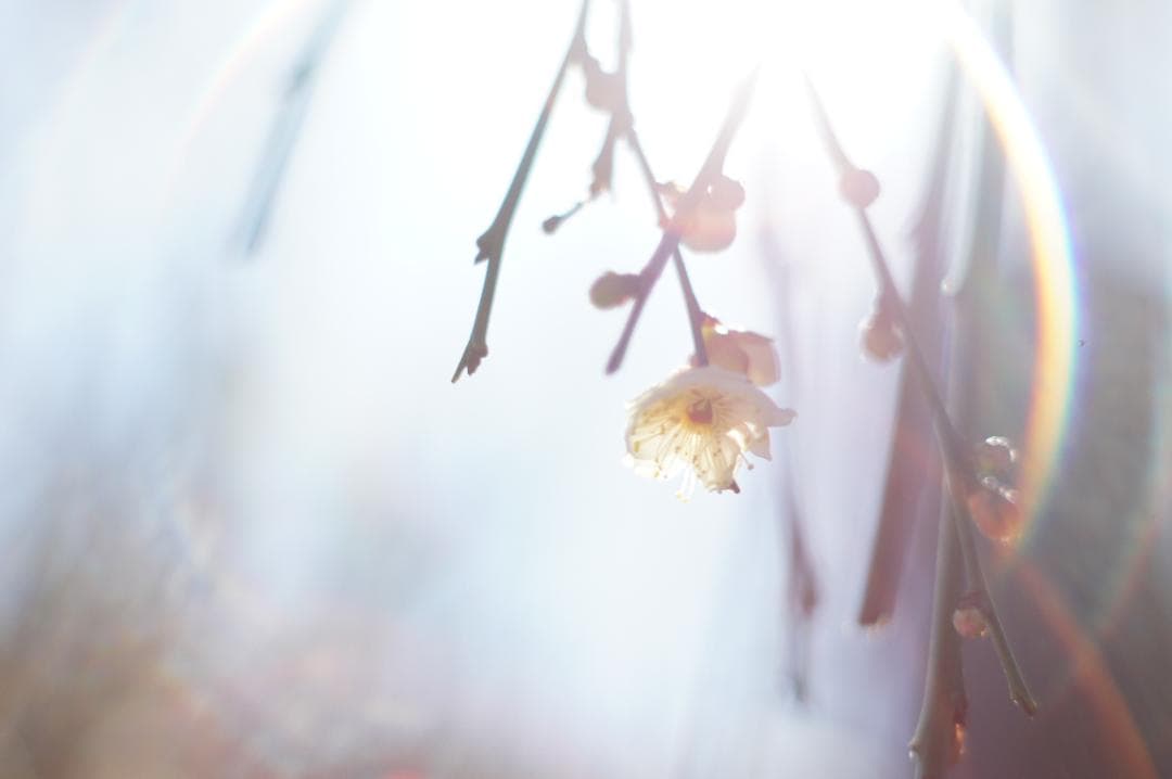 極美フレア✨ 作例有 PENTAX スーパータクマー 55mm f1.8 後期
