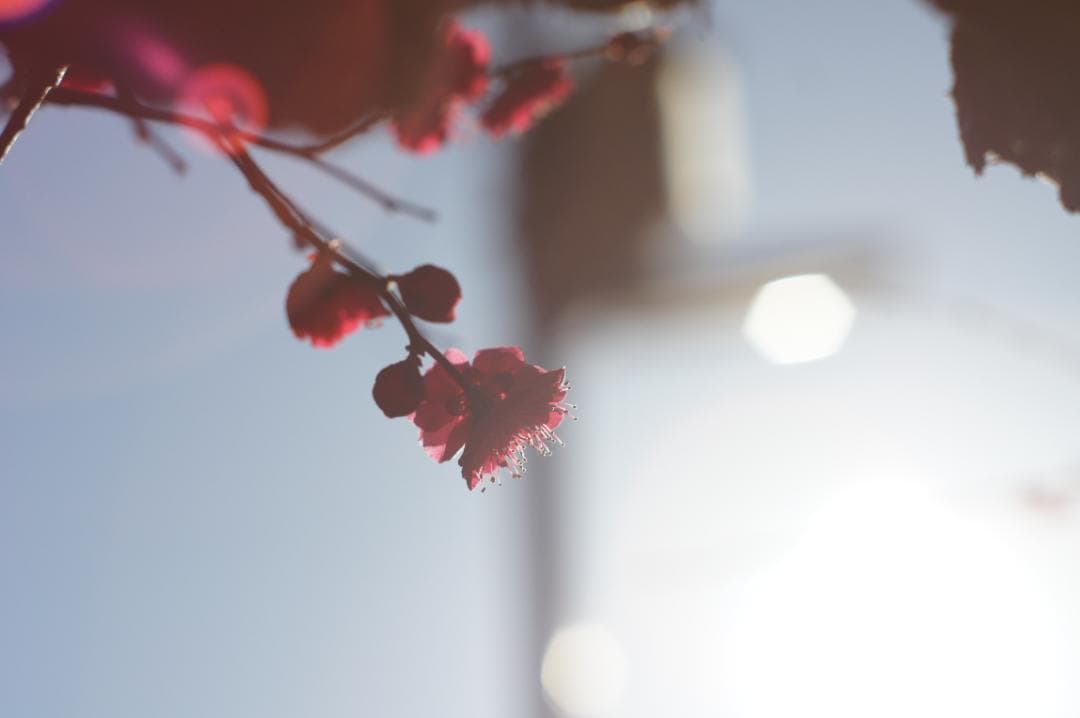 極美フレア✨ 作例有 PENTAX スーパータクマー 55mm f1.8 後期