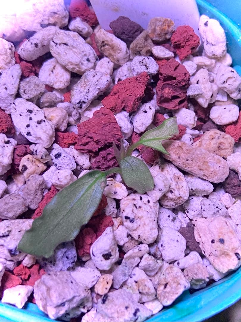 【ヤーマン様確認用】ブセファランドラ sp, ピンクバリエガータ 水上葉