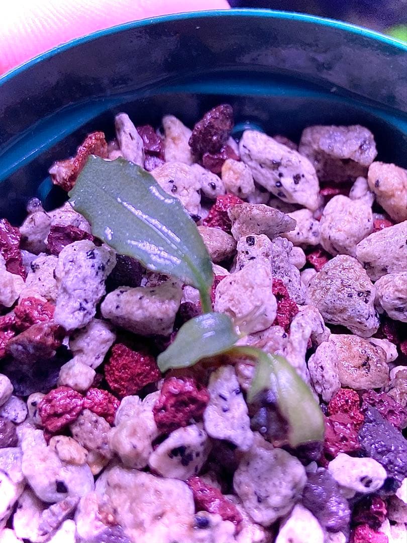 【ヤーマン様確認用】ブセファランドラ sp, ピンクバリエガータ 水上葉