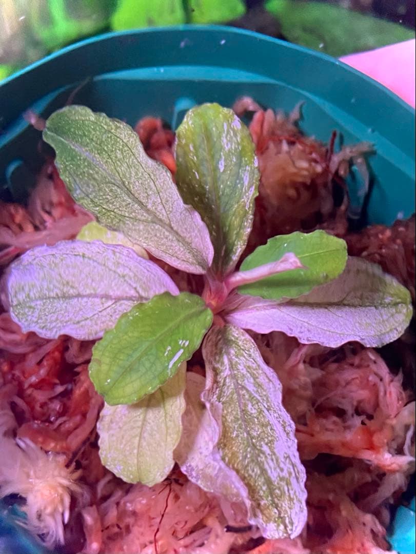 【ヤーマン様確認用】ブセファランドラ sp, ピンクバリエガータ 水上葉