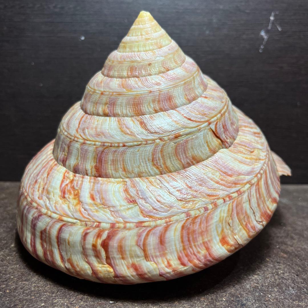 チ*ウ様 ラスト1点　激レア　美品　東シナ海産　リュウグウオキナエビス