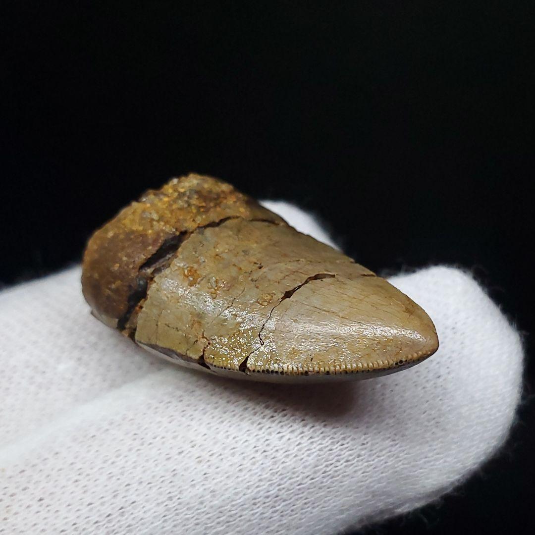 博物館級 メガロサウルス 恐竜 歯 化石 本物 29.36mm fr69