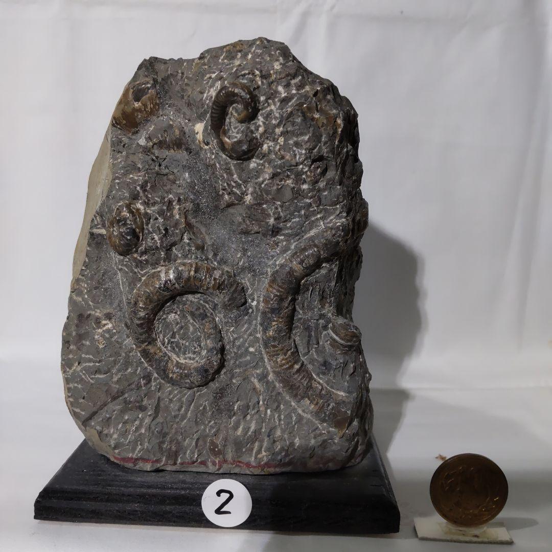 2026 年新春　北海道アンモナイト化石 の福箱 ＋知識資料4点　その2