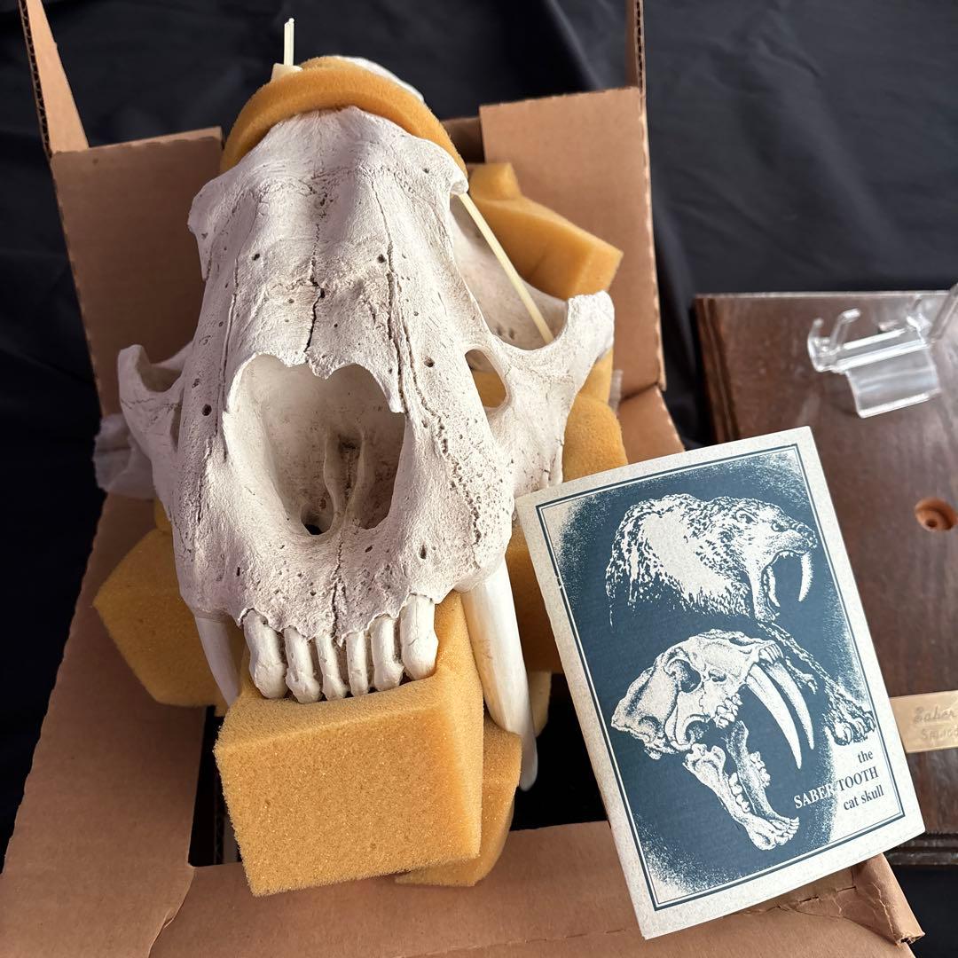 サーベルタイガー標本　アメリカ製