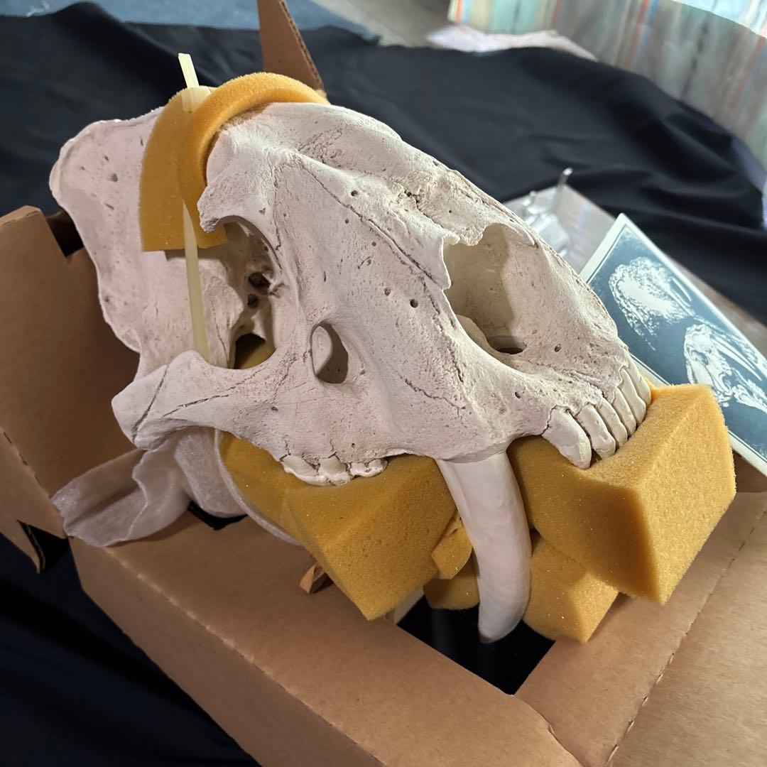 サーベルタイガー標本　アメリカ製