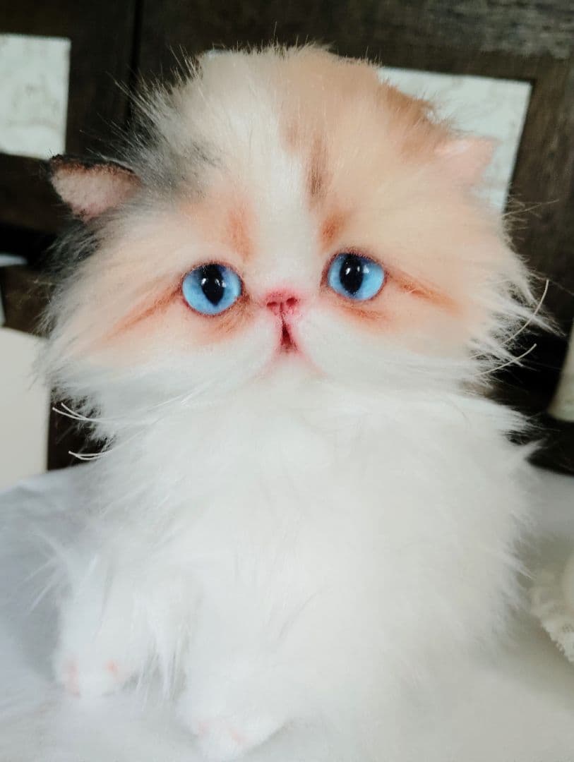 ハート模様❤子猫のドロップちゃん❤エキゾチック♡アートドール♡ぬいぐるみ♡