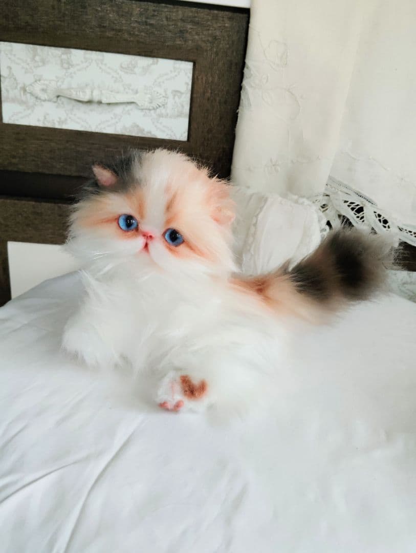 ハート模様❤子猫のドロップちゃん❤エキゾチック♡アートドール♡ぬいぐるみ♡