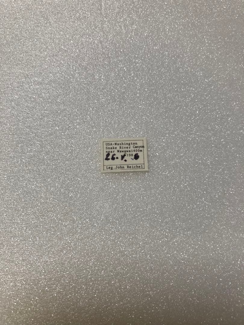 【2頭ペア】パピリオ・インドラ・インドラ（モンタナ州/アメリカ）