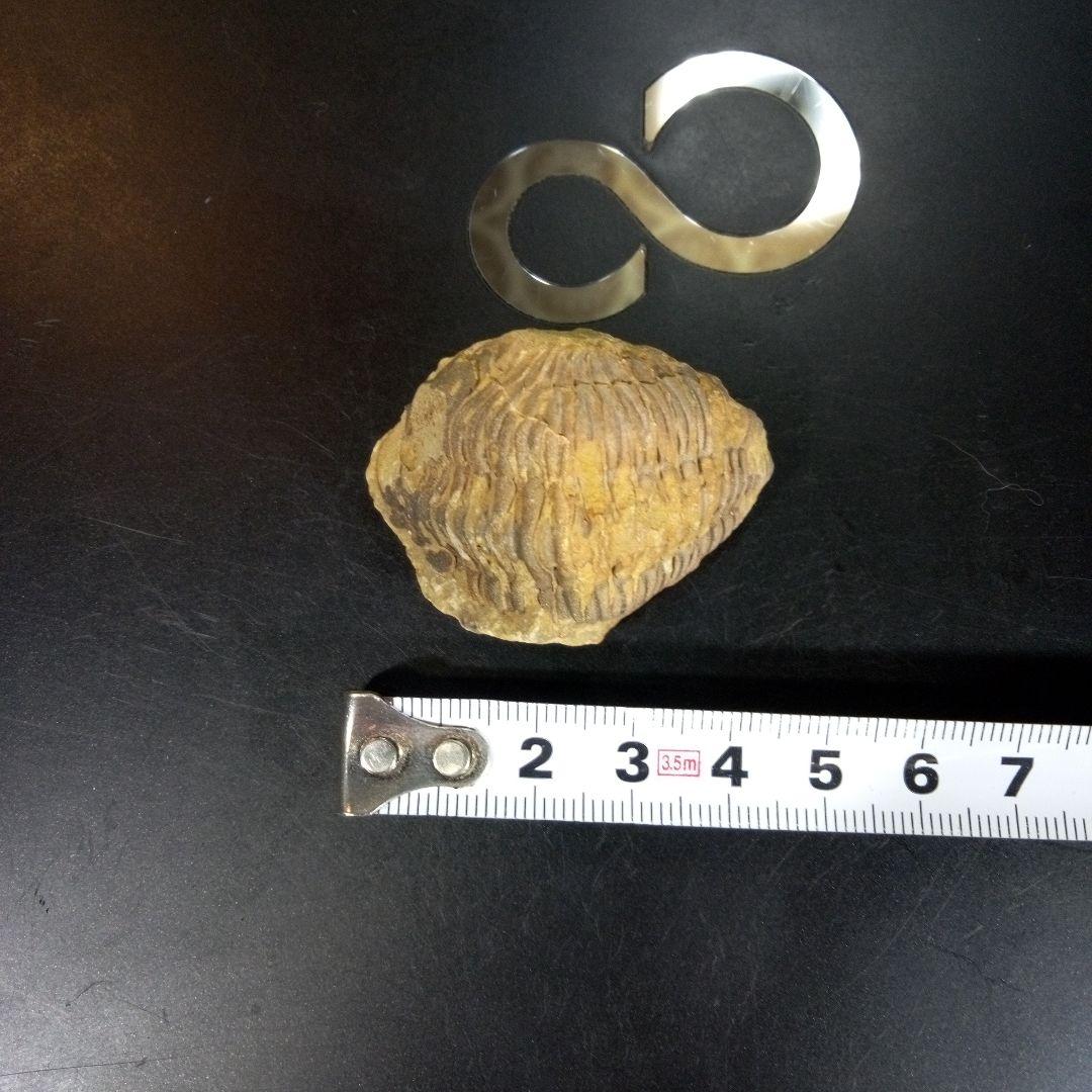 三葉虫　化石　fossil　ボリビア産　trilobite　海生動物識別④