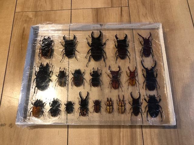 クワガタ標本