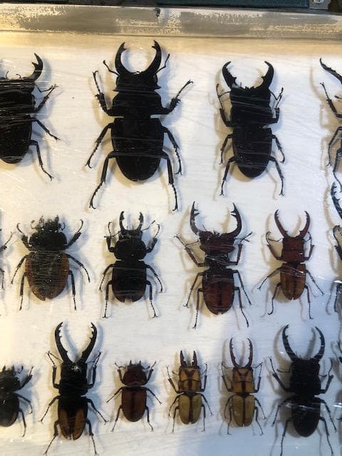 クワガタ標本