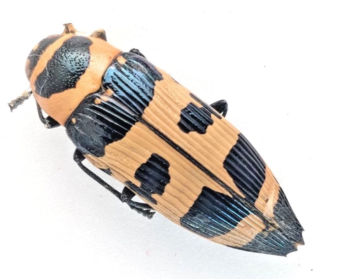 エ*ン様 メキシコ　タマムシ　標本　未検品　GPSデータあり