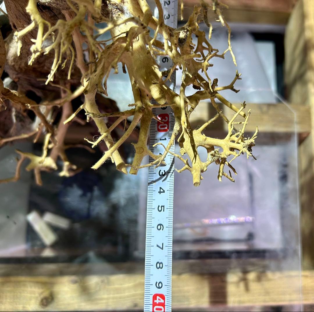 一点限り！超メルカリ市セール！盆栽流木XXLサイズ！