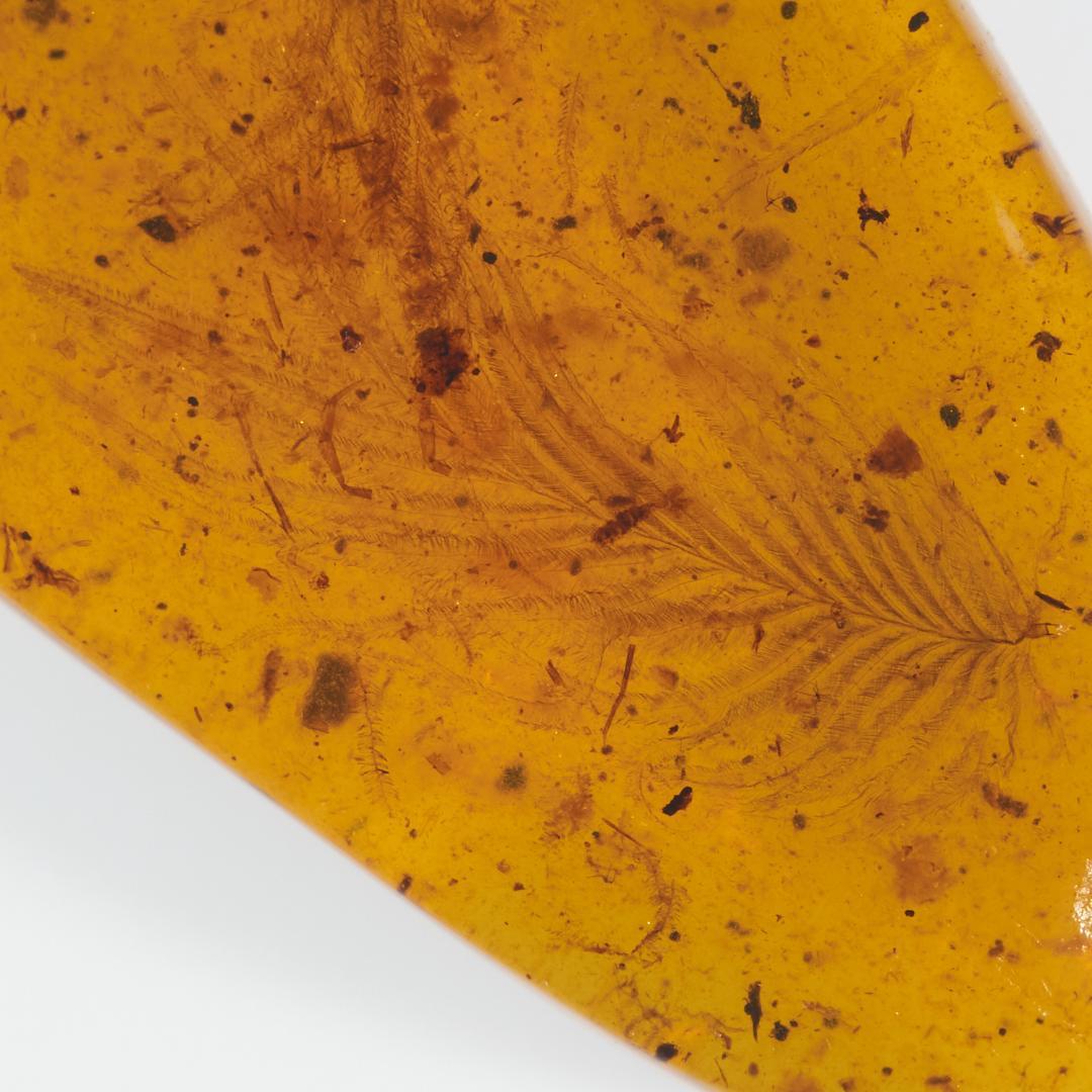 レア極上品 PA0050虫入り琥珀化石　ミャンマーカムティかタナイ9900万年前