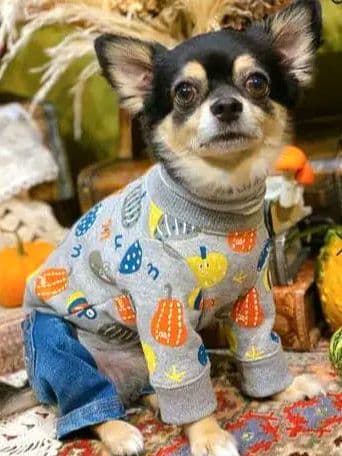 カボチャチャ＋パッチネオンスカート　アズノゥアズデワンasknowasdewan