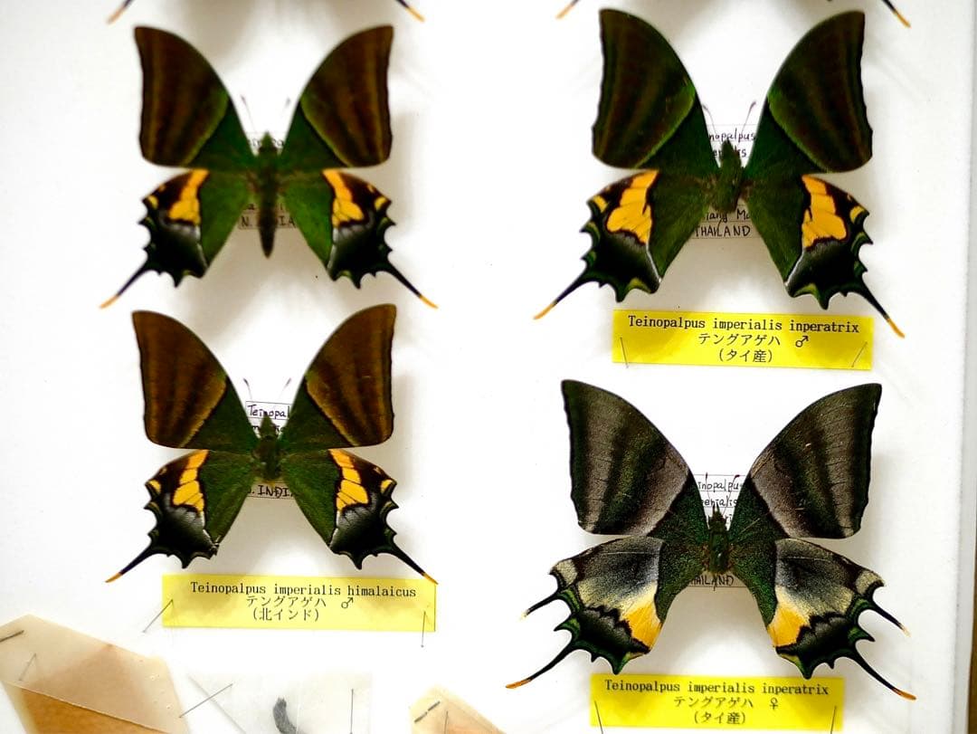 蝶標本 カギバ・テング・シロンカギバアゲハ 産地別コレクション 大型ドイツ箱