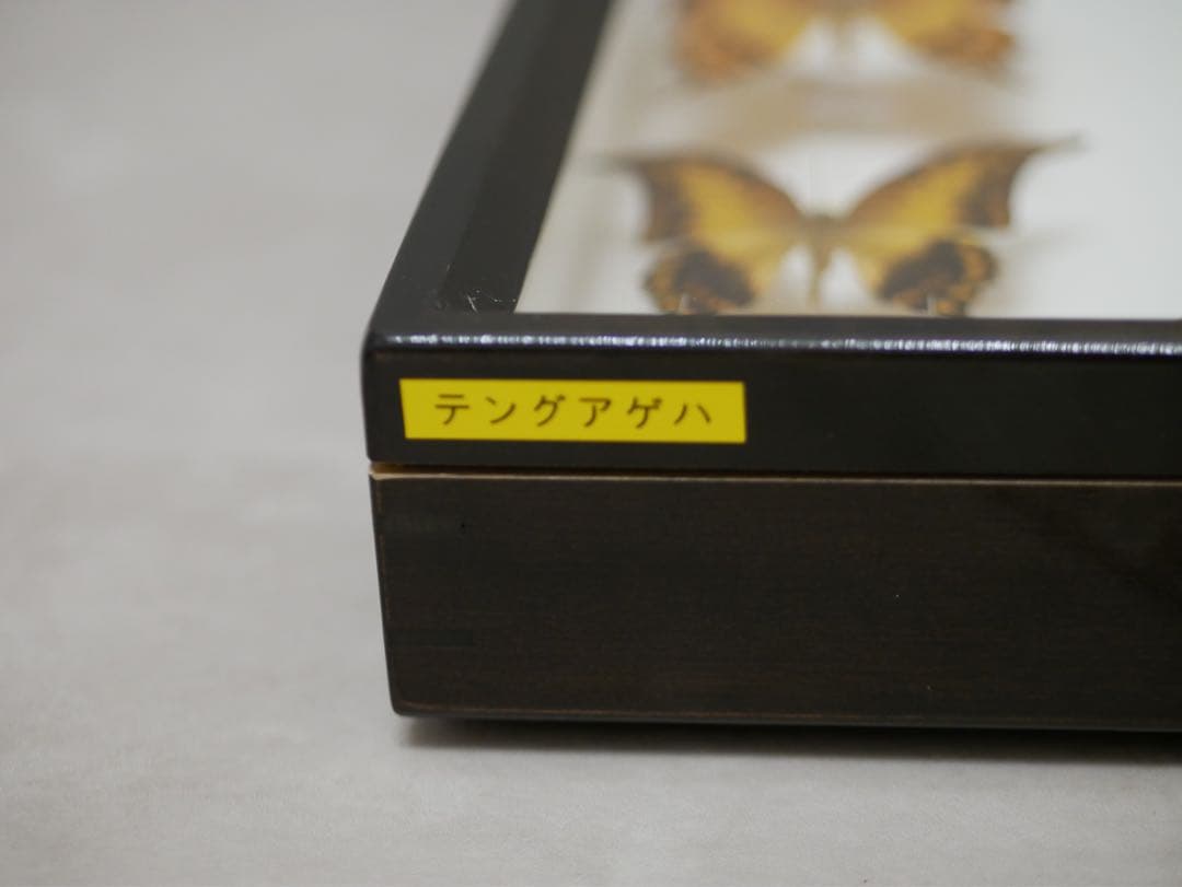 蝶標本 カギバ・テング・シロンカギバアゲハ 産地別コレクション 大型ドイツ箱