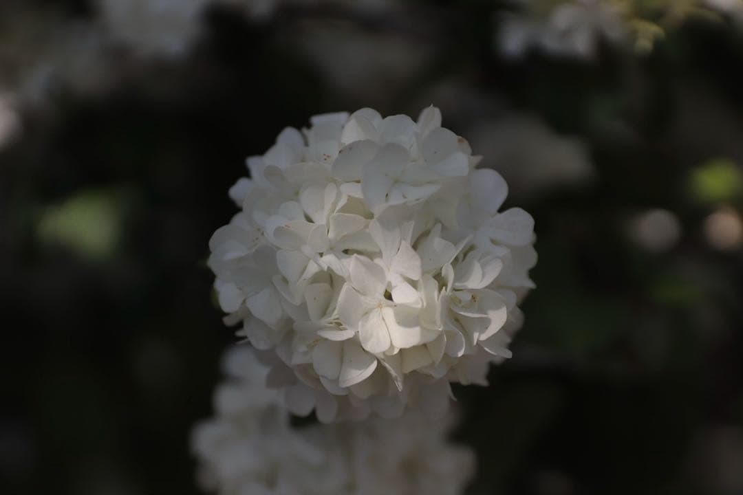 SIGMA 17-50mm F2.8 EX DC OS HSM キヤノン用