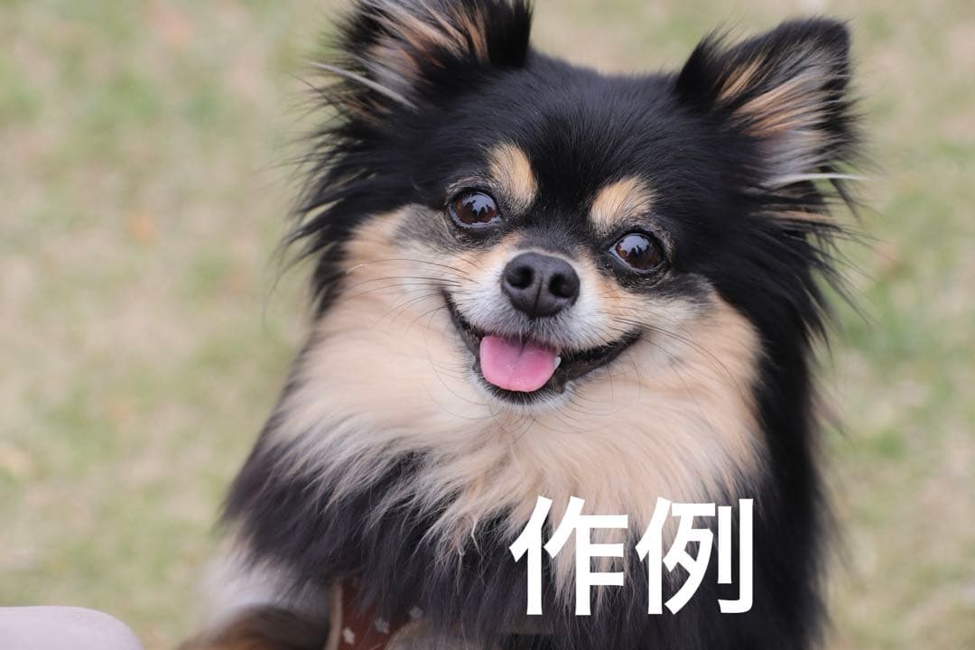 SIGMA 17-50mm F2.8 EX DC OS HSM キヤノン用