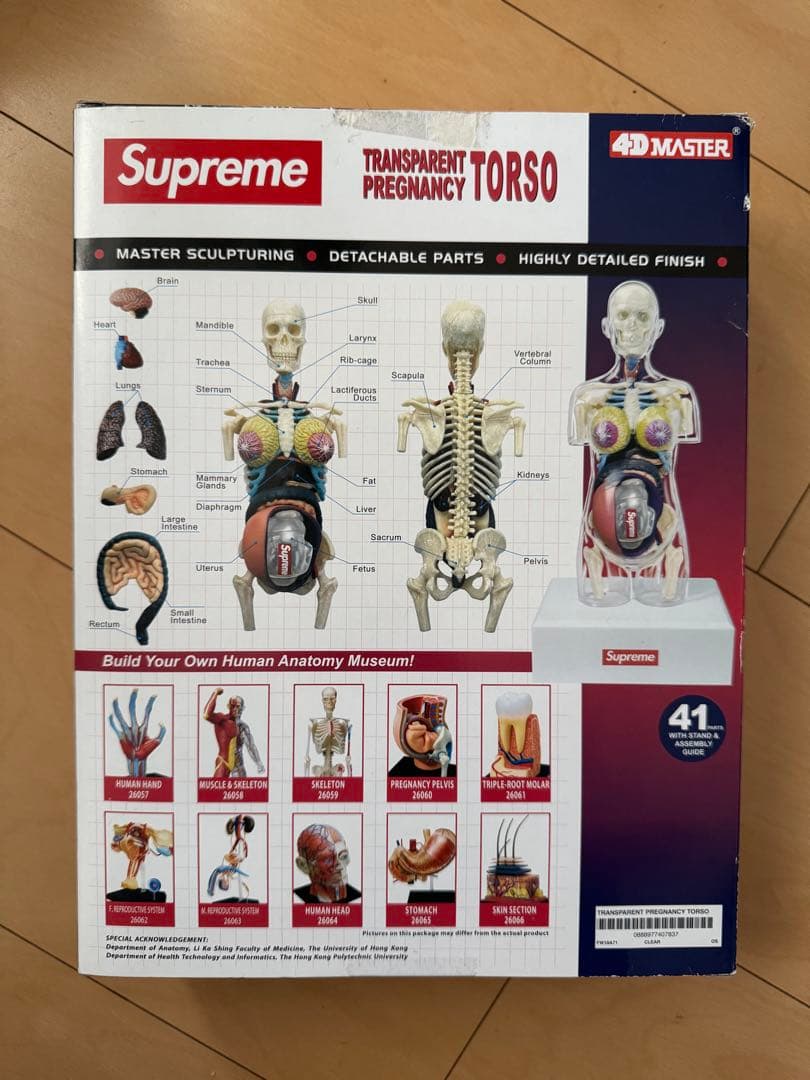SUPREME 18AW Female Anatomy Model 人体模型