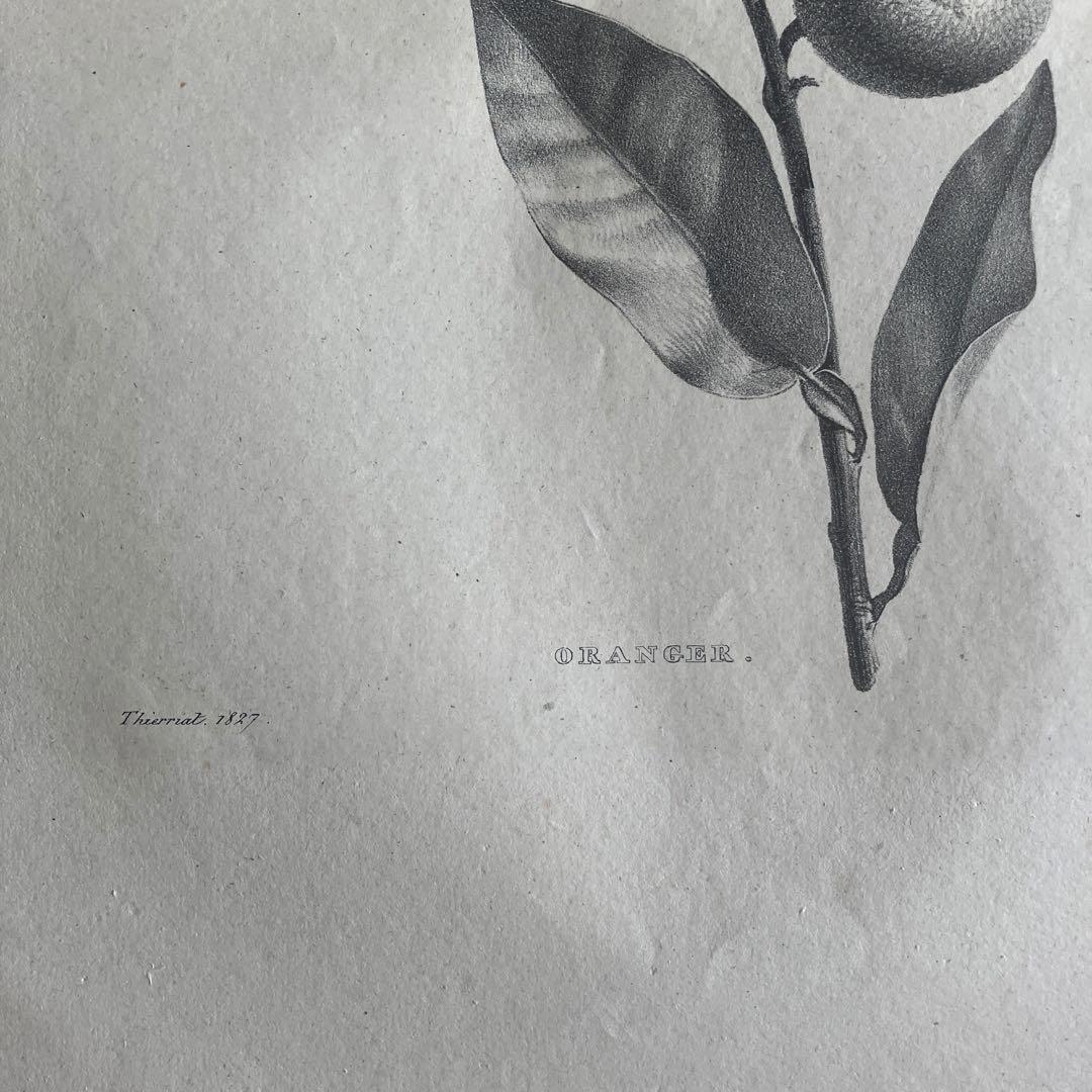 1827年フランスアンティークリトグラフ　フランスアンティーク版画　植物画　大判
