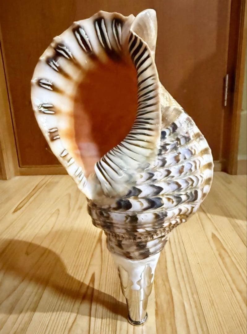 修験道法螺貝　山伏　密教　魔除け　熊よけ❣️ほら貝　ホラガイ