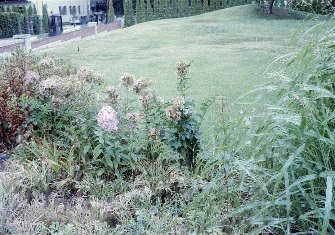 Rollei 35 Made in Germany シルバー ボディ