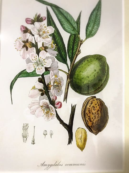 ★イギリス　ボタニカルアート　①