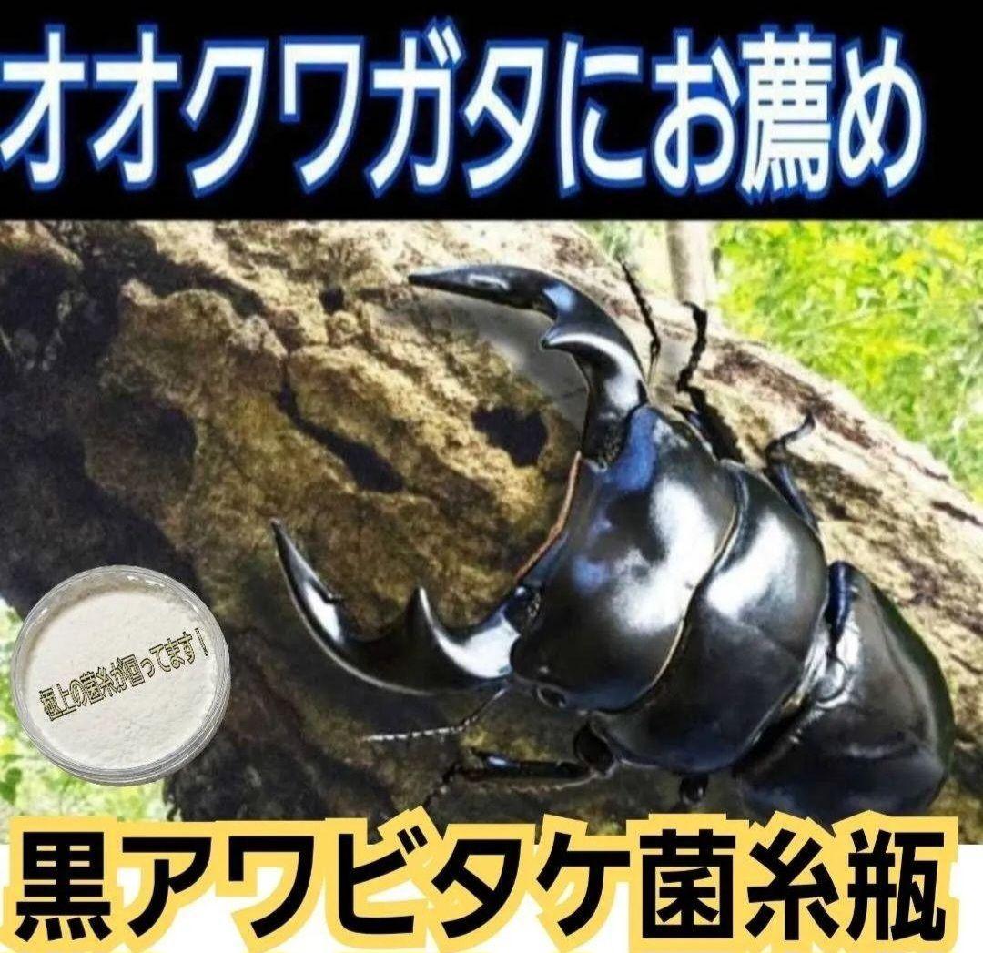 ニジイロクワガタに抜群！黒アワビタケ菌糸瓶【8本】トレハロース強化配合！