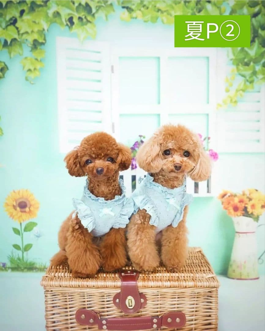 背景布夏BA④　ペット撮影用フォトブース　向日葵　ヒマワリ　トリミングチョーカー