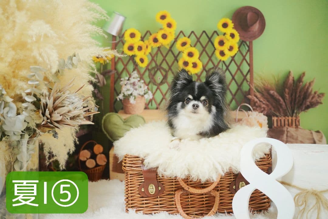 背景布夏BA④　ペット撮影用フォトブース　向日葵　ヒマワリ　トリミングチョーカー