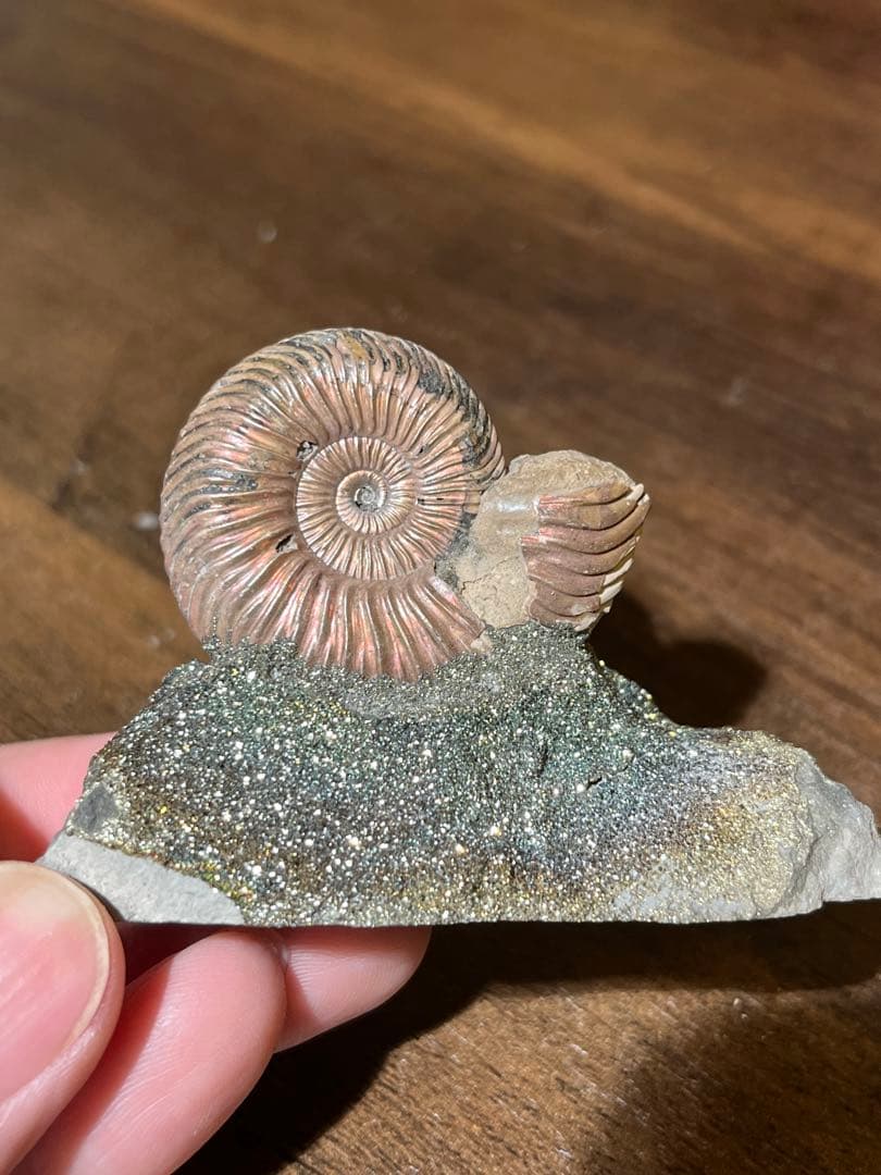 黄鉄鉱化アンモナイト　ロシア