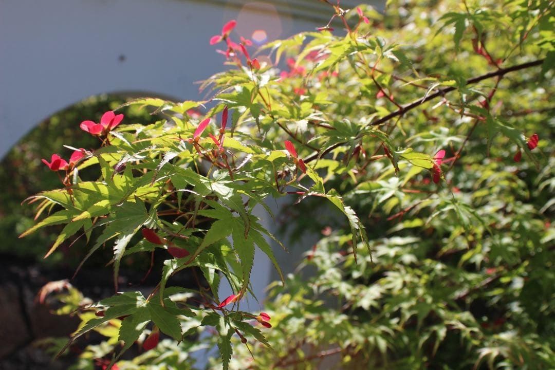 ホワイトCanon X7✨️静音USMレンズ＋取説・CD・元箱付！女性人気♥️