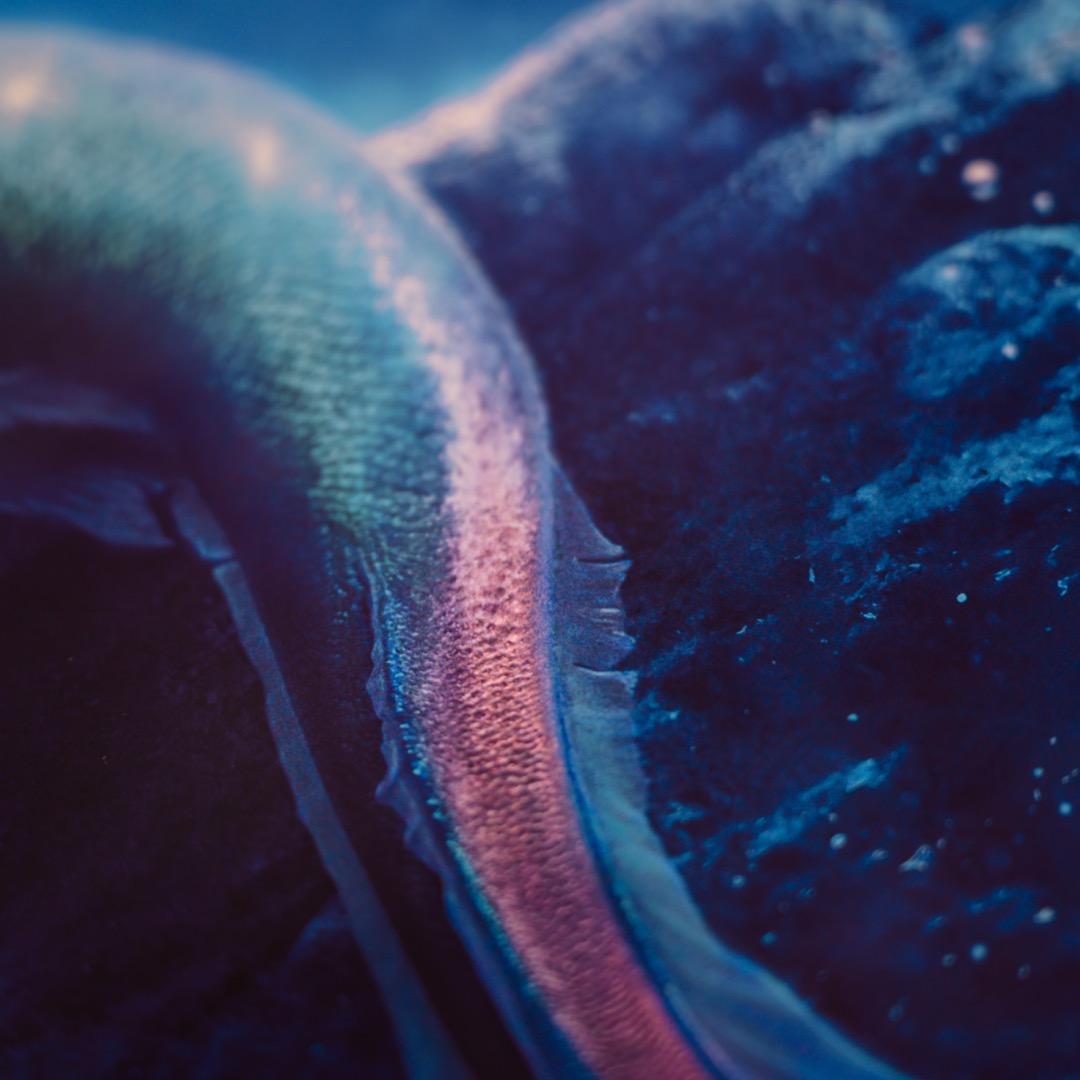 【映画館用両面ポスター】リトル・マーメイド The Little Mermaid