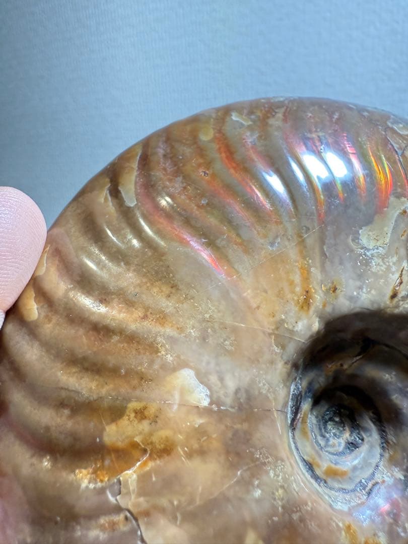 超大天然斑彩螺　アンモナイト化石　繁栄と調和をもたらす風水　虹大量あり　台座付き