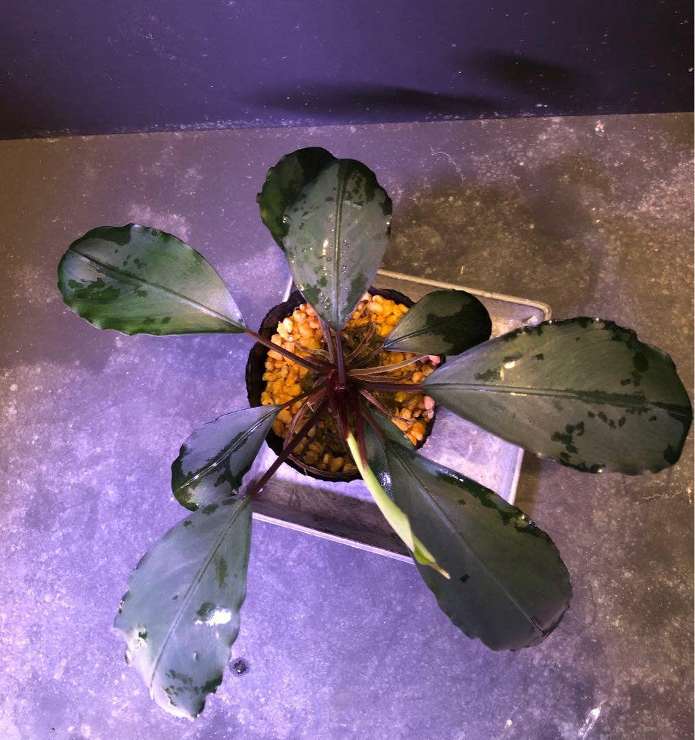 陰性水草の王様的存在【ブセファランドラ】motleyana Padawan