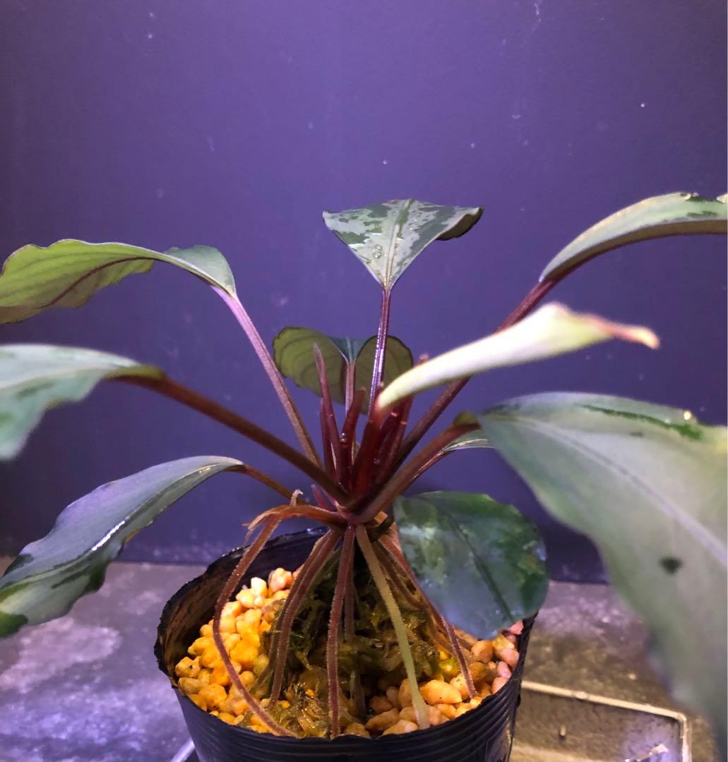 陰性水草の王様的存在【ブセファランドラ】motleyana Padawan