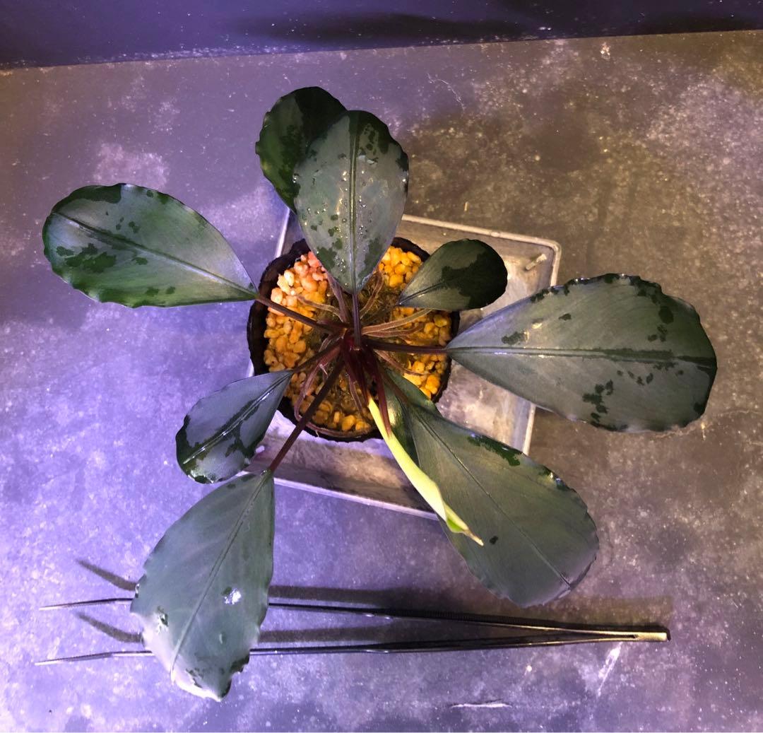 陰性水草の王様的存在【ブセファランドラ】motleyana Padawan