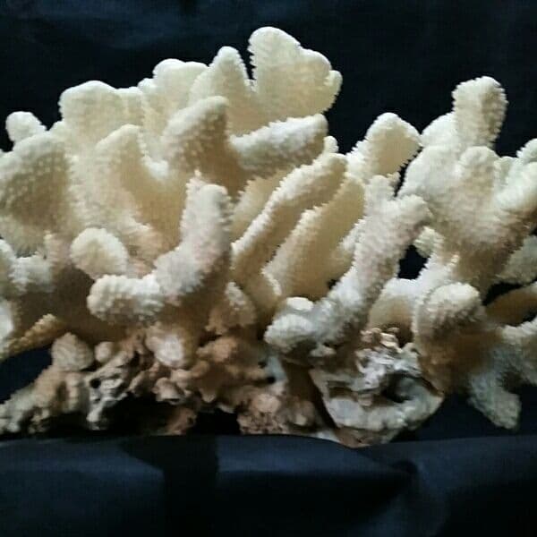 特大 飾り 珊瑚 サンゴ礁 置物 白 海水魚 水槽 レイアウト インテリア 化石